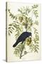 American Crow, 1833-John James Audubon-Stretched Canvas