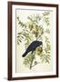 American Crow, 1833-John James Audubon-Framed Giclee Print