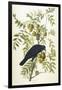 American Crow, 1833-John James Audubon-Framed Giclee Print
