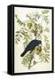American Crow, 1833-John James Audubon-Framed Stretched Canvas