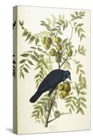 American Crow, 1833-John James Audubon-Stretched Canvas