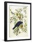 American Crow, 1833-John James Audubon-Framed Giclee Print