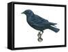 American Crow (Corvus Brachyrhynchos), Birds-Encyclopaedia Britannica-Framed Stretched Canvas