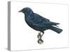 American Crow (Corvus Brachyrhynchos), Birds-Encyclopaedia Britannica-Stretched Canvas
