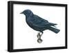 American Crow (Corvus Brachyrhynchos), Birds-Encyclopaedia Britannica-Framed Poster