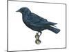 American Crow (Corvus Brachyrhynchos), Birds-Encyclopaedia Britannica-Mounted Poster