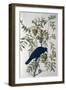 American Crow, from Birds of America-John James Audubon-Framed Giclee Print