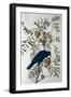 American Crow, from Birds of America-John James Audubon-Framed Giclee Print