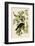 American Crow-John James Audubon-Framed Art Print