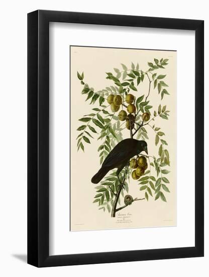 American Crow-John James Audubon-Framed Art Print