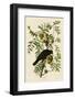 American Crow-John James Audubon-Framed Art Print