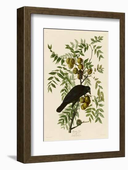 American Crow-John James Audubon-Framed Art Print