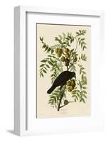 American Crow-John James Audubon-Framed Art Print