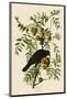 American Crow-John James Audubon-Mounted Art Print