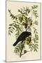 American Crow-John James Audubon-Mounted Art Print