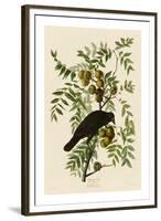 American Crow-John James Audubon-Framed Giclee Print