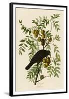 American Crow-John James Audubon-Framed Giclee Print