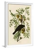 American Crow-John James Audubon-Framed Giclee Print