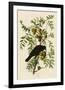 American Crow-John James Audubon-Framed Giclee Print