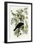 American Crow-null-Framed Giclee Print