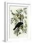 American Crow-null-Framed Giclee Print