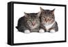 American Curl Cat-Fabio Petroni-Framed Stretched Canvas