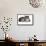 American Curl Cat-Fabio Petroni-Framed Stretched Canvas displayed on a wall