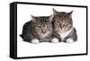 American Curl Cat-Fabio Petroni-Framed Stretched Canvas