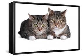 American Curl Cat-Fabio Petroni-Framed Stretched Canvas