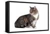 American Curl Cat-Fabio Petroni-Framed Stretched Canvas