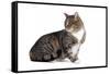 American Curl Cat-Fabio Petroni-Framed Stretched Canvas