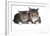 American Curl Cat-Fabio Petroni-Framed Photographic Print