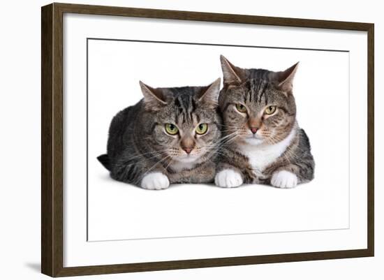 American Curl Cat-Fabio Petroni-Framed Photographic Print