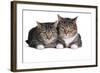 American Curl Cat-Fabio Petroni-Framed Photographic Print