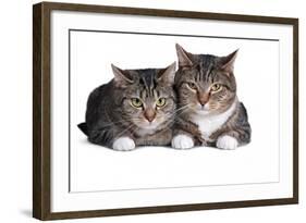 American Curl Cat-Fabio Petroni-Framed Photographic Print