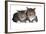 American Curl Cat-Fabio Petroni-Framed Photographic Print