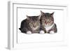 American Curl Cat-Fabio Petroni-Framed Photographic Print