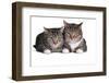 American Curl Cat-Fabio Petroni-Framed Photographic Print