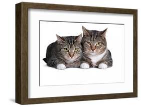 American Curl Cat-Fabio Petroni-Framed Photographic Print