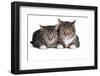 American Curl Cat-Fabio Petroni-Framed Photographic Print