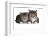 American Curl Cat-Fabio Petroni-Framed Photographic Print