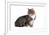 American Curl Cat-Fabio Petroni-Framed Photographic Print