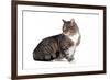 American Curl Cat-Fabio Petroni-Framed Photographic Print