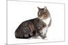 American Curl Cat-Fabio Petroni-Mounted Photographic Print