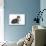 American Curl Cat-Fabio Petroni-Photographic Print displayed on a wall