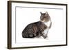 American Curl Cat-Fabio Petroni-Framed Photographic Print