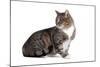 American Curl Cat-Fabio Petroni-Mounted Photographic Print