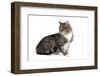 American Curl Cat-Fabio Petroni-Framed Photographic Print