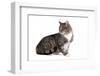 American Curl Cat-Fabio Petroni-Framed Photographic Print