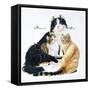 American Curl-Barbara Keith-Framed Stretched Canvas